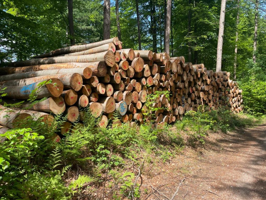 holz wald baumgartner