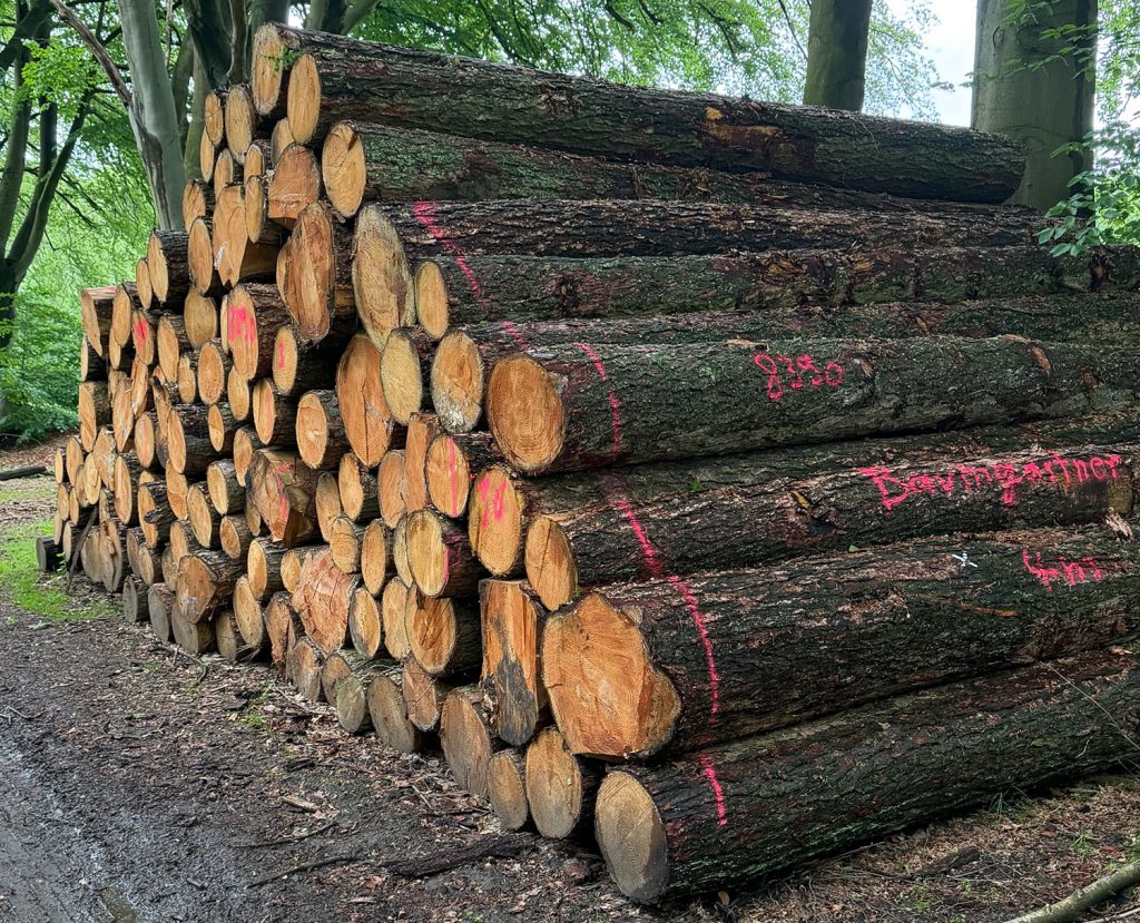 holz nachhaltigkeit neu